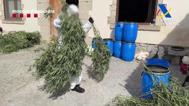 Plantas de marihuana incautadas en el dispositivo del martes