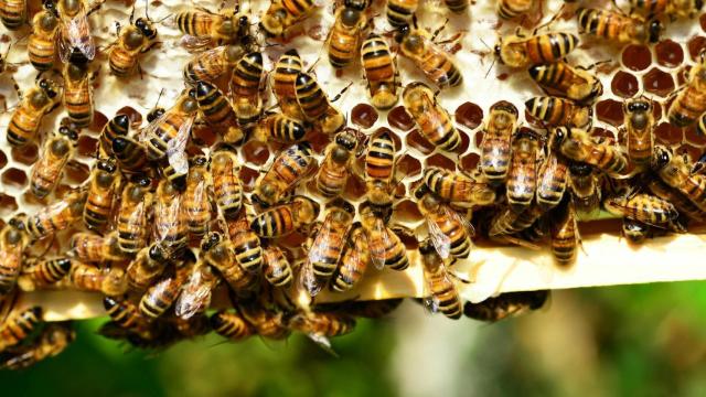 Enjambre de abejas