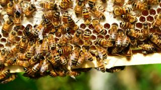 Enjambre de abejas