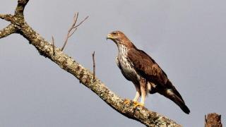 Imagen de archivo de una águila perdicera