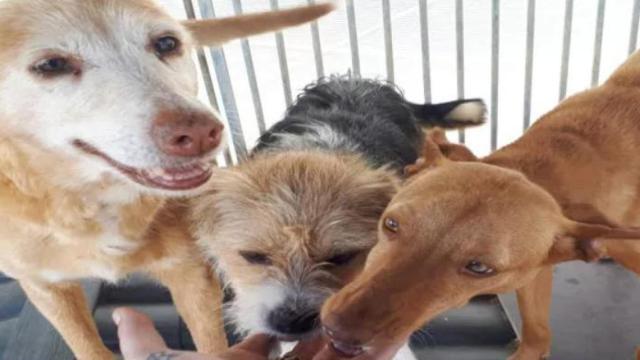 Perros de Arca