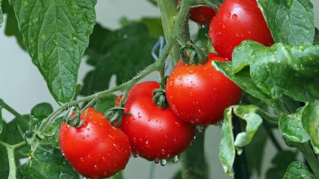 Mata de tomate