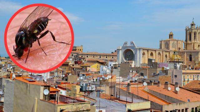 Alerta en Tarragona: un barrio de la ciudad atemorizado por la plaga de estos insectos