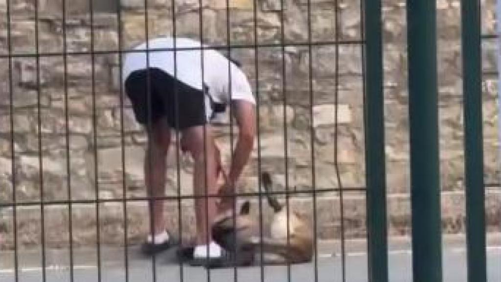 Maltrato de un perro junto a la estación de Rodalies de Calaf