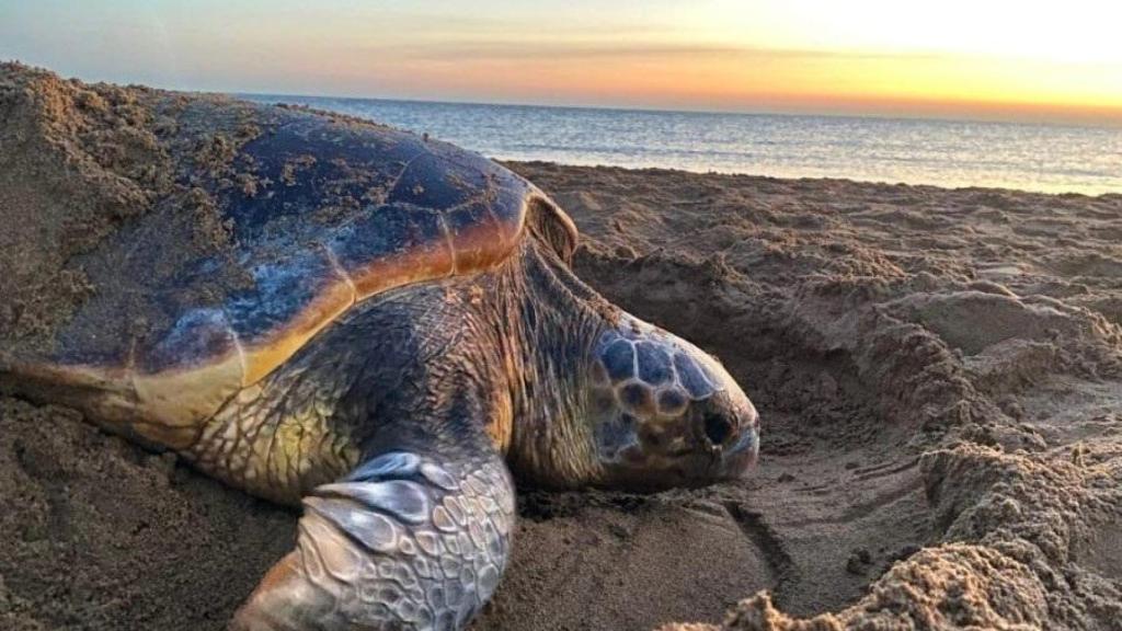 Una tortuga boba anida en Catalunya