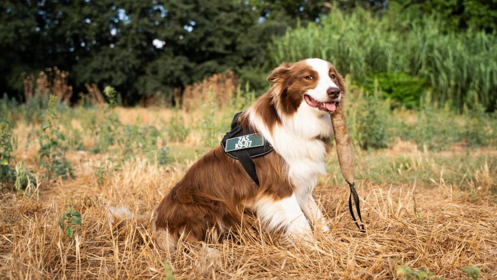 Zas, con su número de identificación profesional, parte del equipo de Agents Rurals