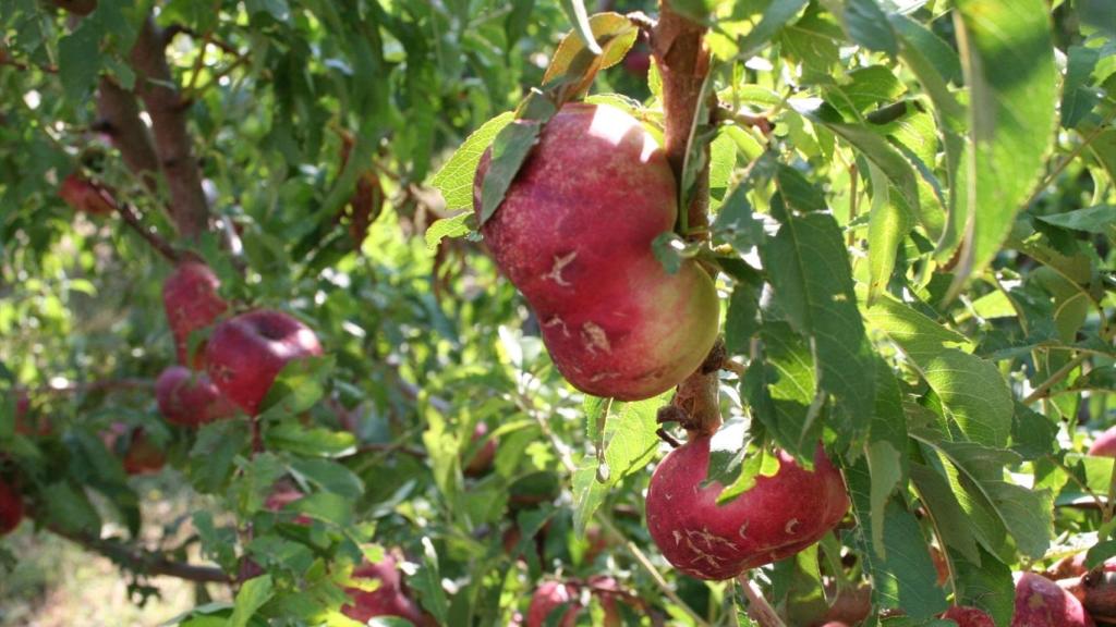 El trabajador que murió a causa de un golpe de calor recogía fruta en una finca en Alcarràs, en Lleida