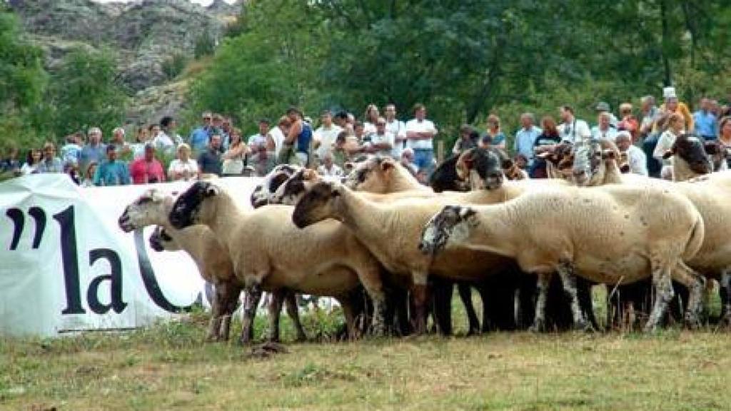 Imagen de las ovejas durante el concurso