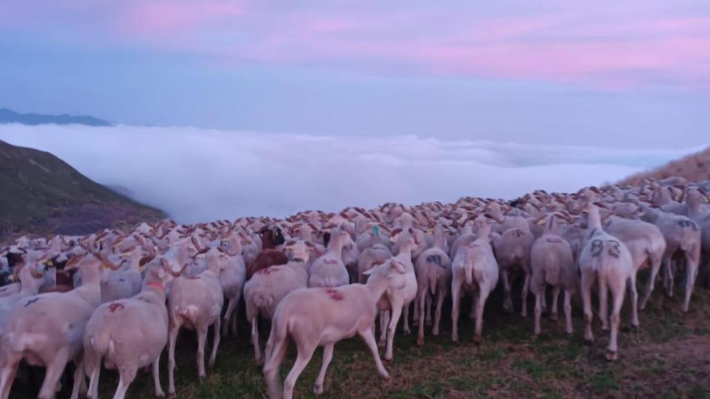 Imagen de ovejas en el Pirineo