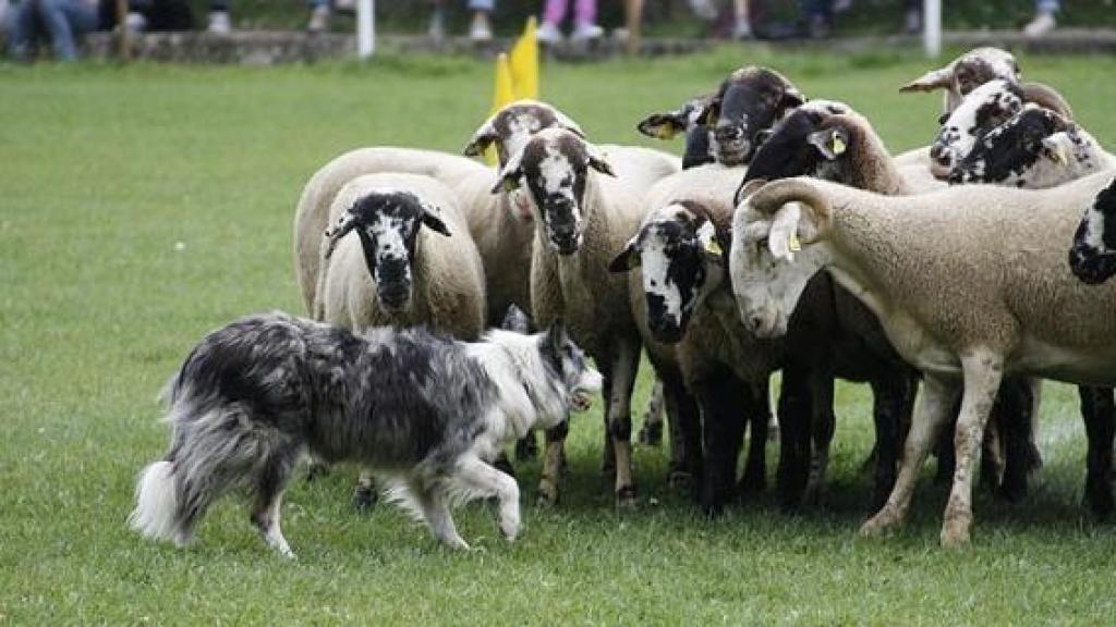 Imagen del Concurso Internacional de Perros Pastores