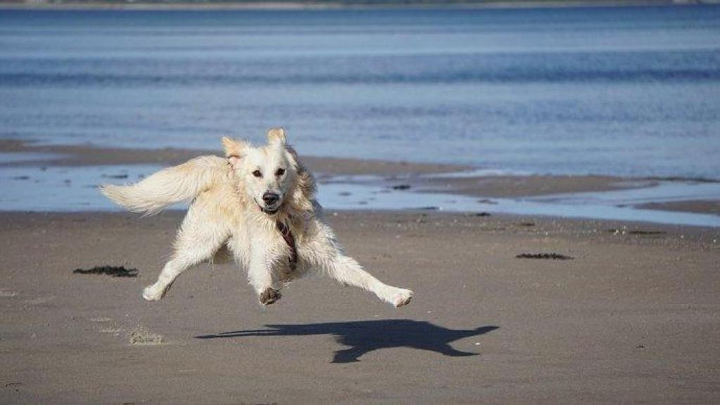 Perro corre en la playa