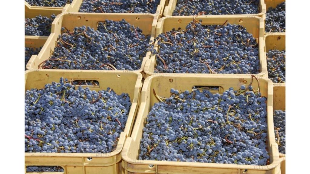Imagen de racimos de uvas, en cajas