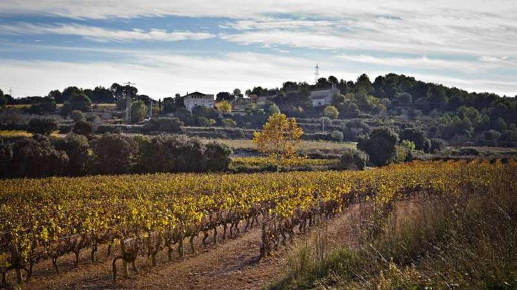 Campos de viñas en Santa Margarida i els Monjos