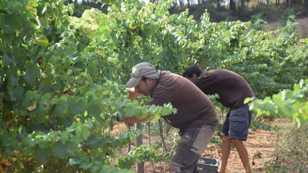 Tareas de vendimia del 2025 en la denominación de origen Penedès