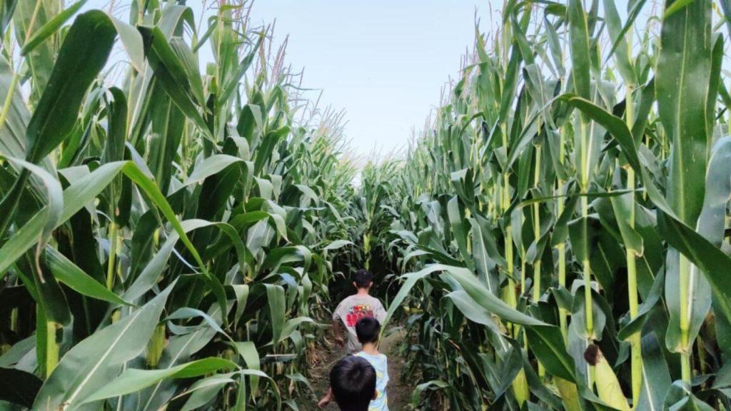 Un granjero catalán sortea la crisis del cereal con un laberinto de maíz para turistas