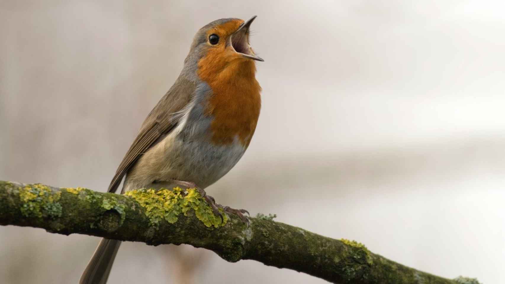 Espacios para disfrutar del avistamiento de aves / DE JAN MEEUS EN UNSPLASH