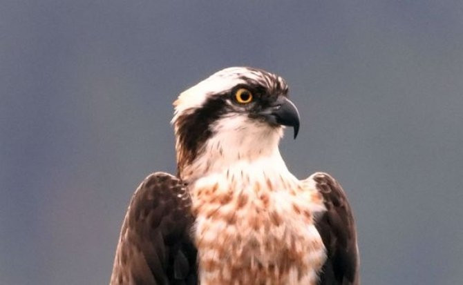 Espacios para disfrutar del avistamiento de aves /  URDAIBAI BIRD CENTER