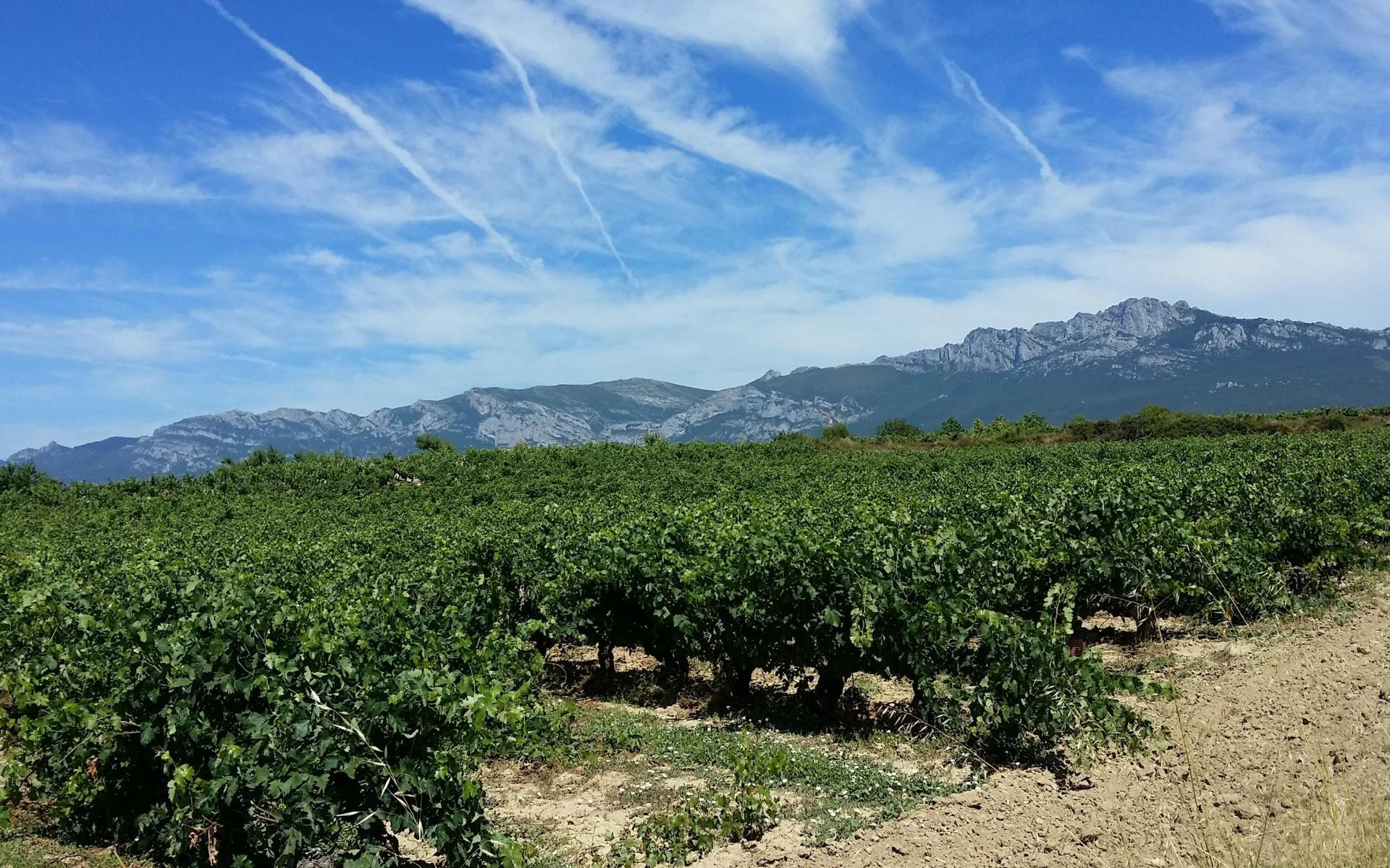 Viñedos de Rioja Alavesa. / Turismo Euskadi