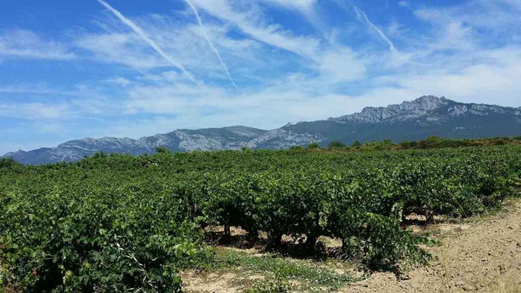 Viedos de Rioja Alavesa. / Turismo Euskadi