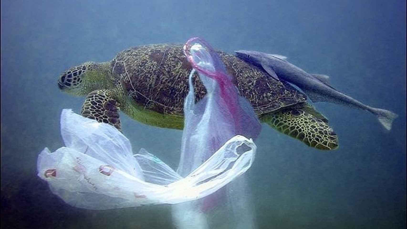 Contaminacin de plsticos en el mar.