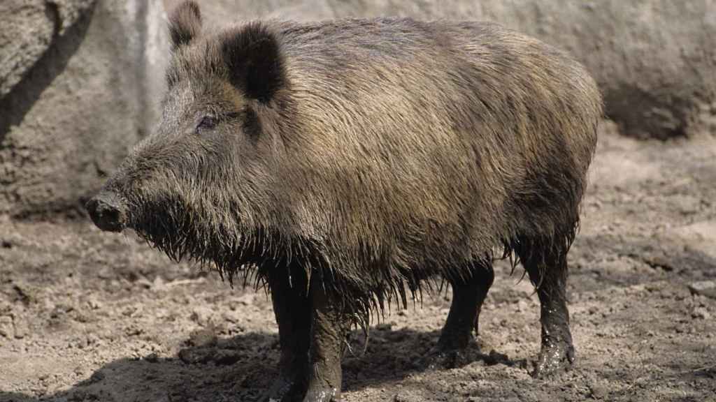 Los cazadores alaveses suspenden las batidas de jabals / Wikimedia Commons