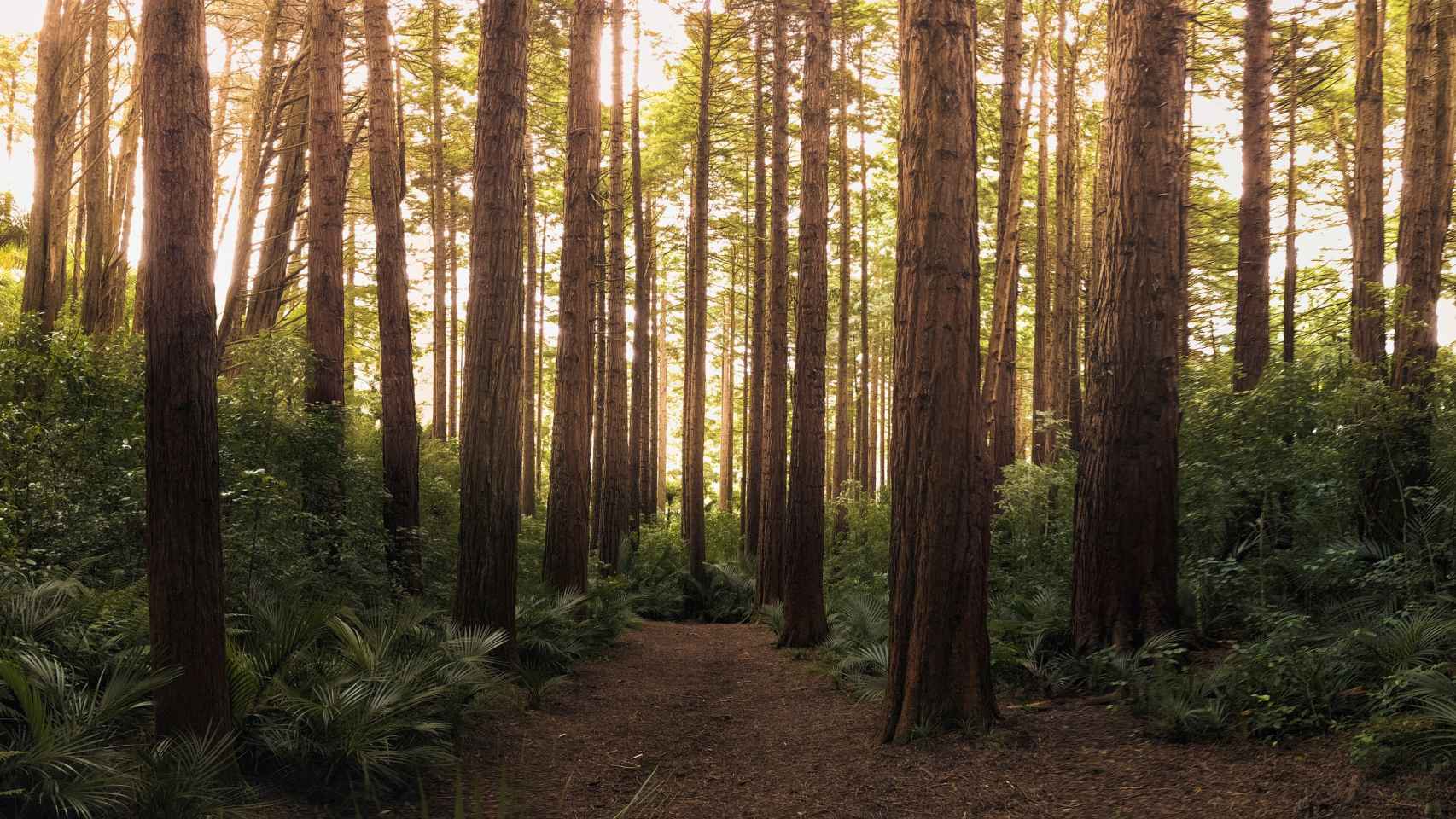 Fallece un trabajador forestal al caerle un rbol encima en Ugao-Miraballes / Pexels