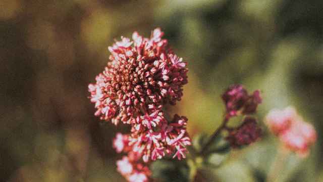 Flor de valeriana PEXELS