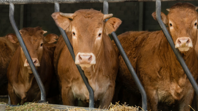 Sector agroalimentario vasco./GettyImages