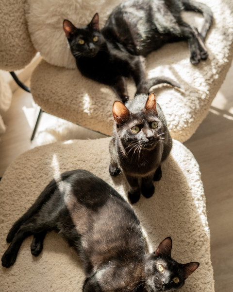 Cat café 'El salón de mi casa'./CV
