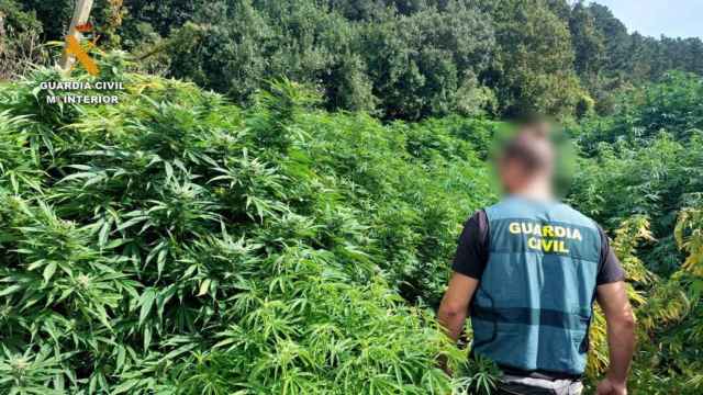 Plantaciones de marihuana localizadas en Bizkaia./ Guardia Civil