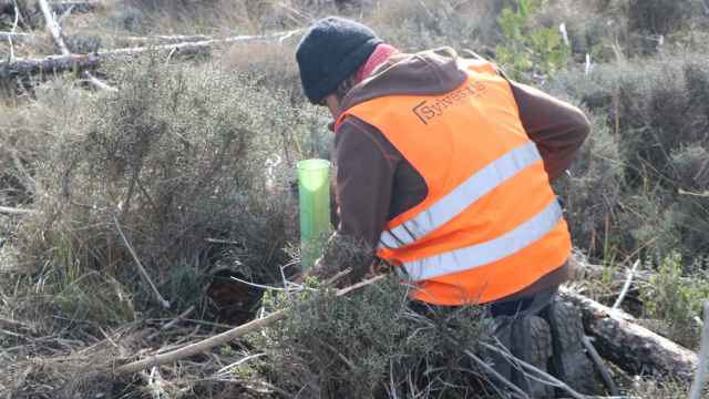 Trabajadores de Grupo Sylvestris en labores de reforestacin. / El Corte Ingls