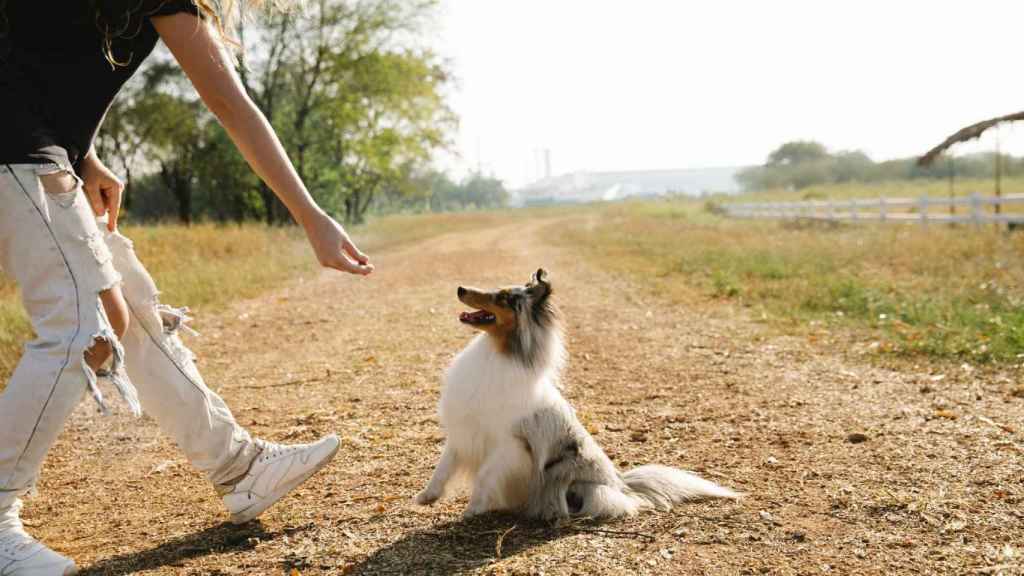 Las mascotas tambin son vctimas de la violencia machista. / PEXELS