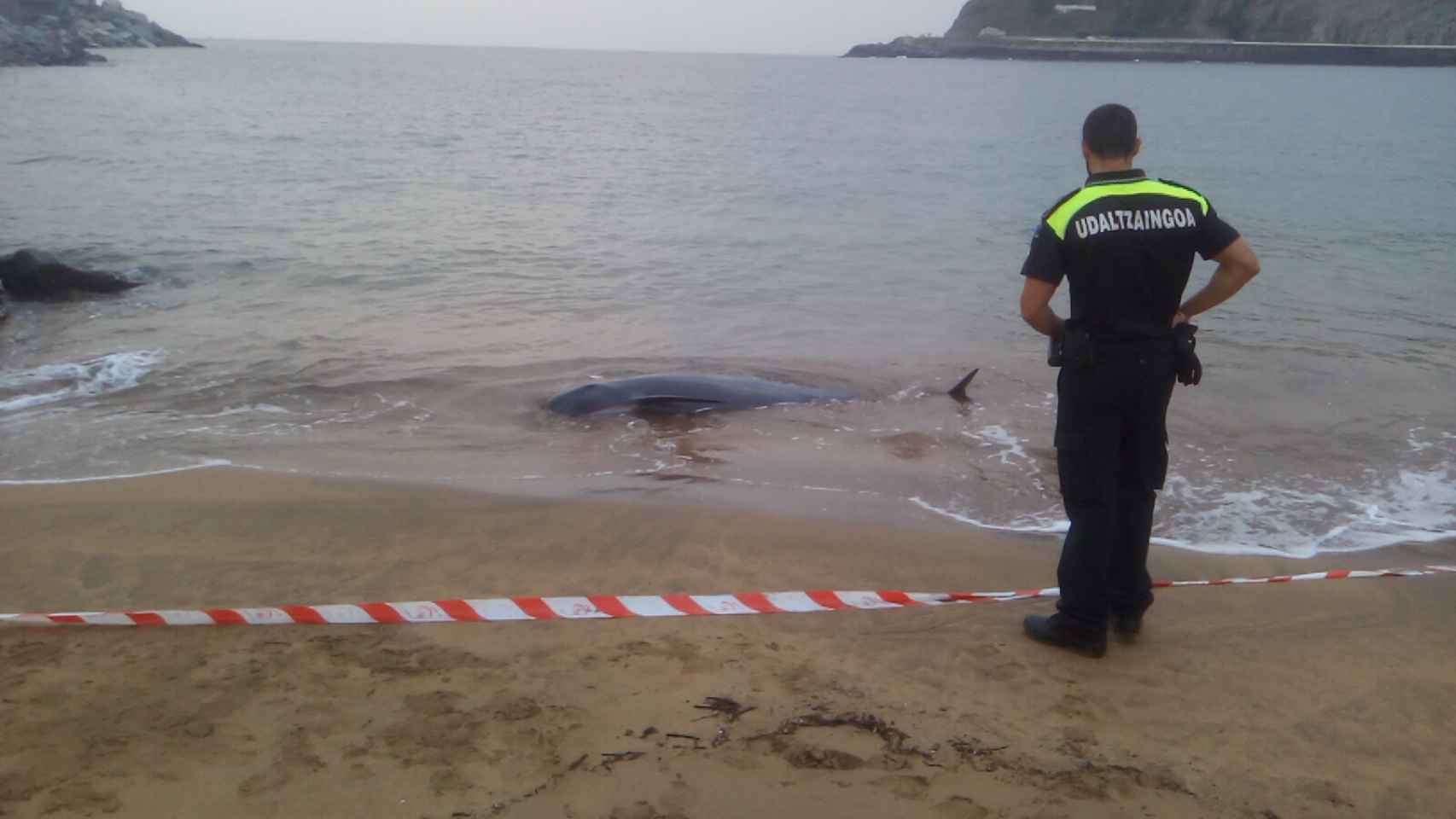 Imagen del cetceo varado esta maana en la playa de Zumaia / Ayuntamiento de Zumaia