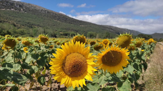 Una plantación de girasoles. / EP