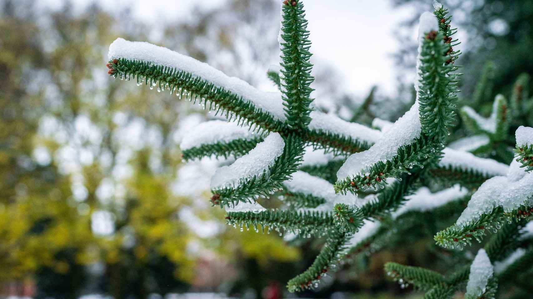 Nieve en lava. / EP