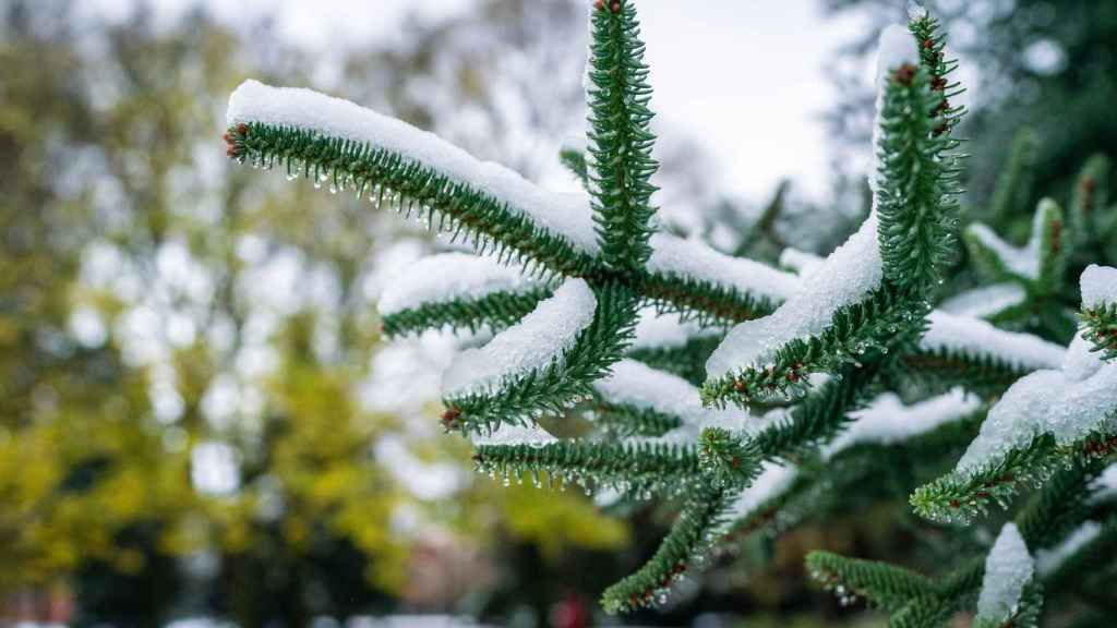 Nieve en lava. / EP