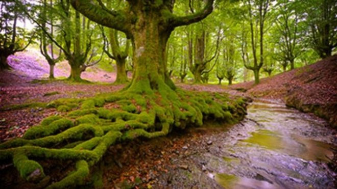Hayedo de Otzarreta, uno de los bellos bosques vascos / TURISMO GOBIERNO VASCO