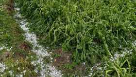 La granizada asola cultivos e instalaciones agrícolas alavesas / UAGA