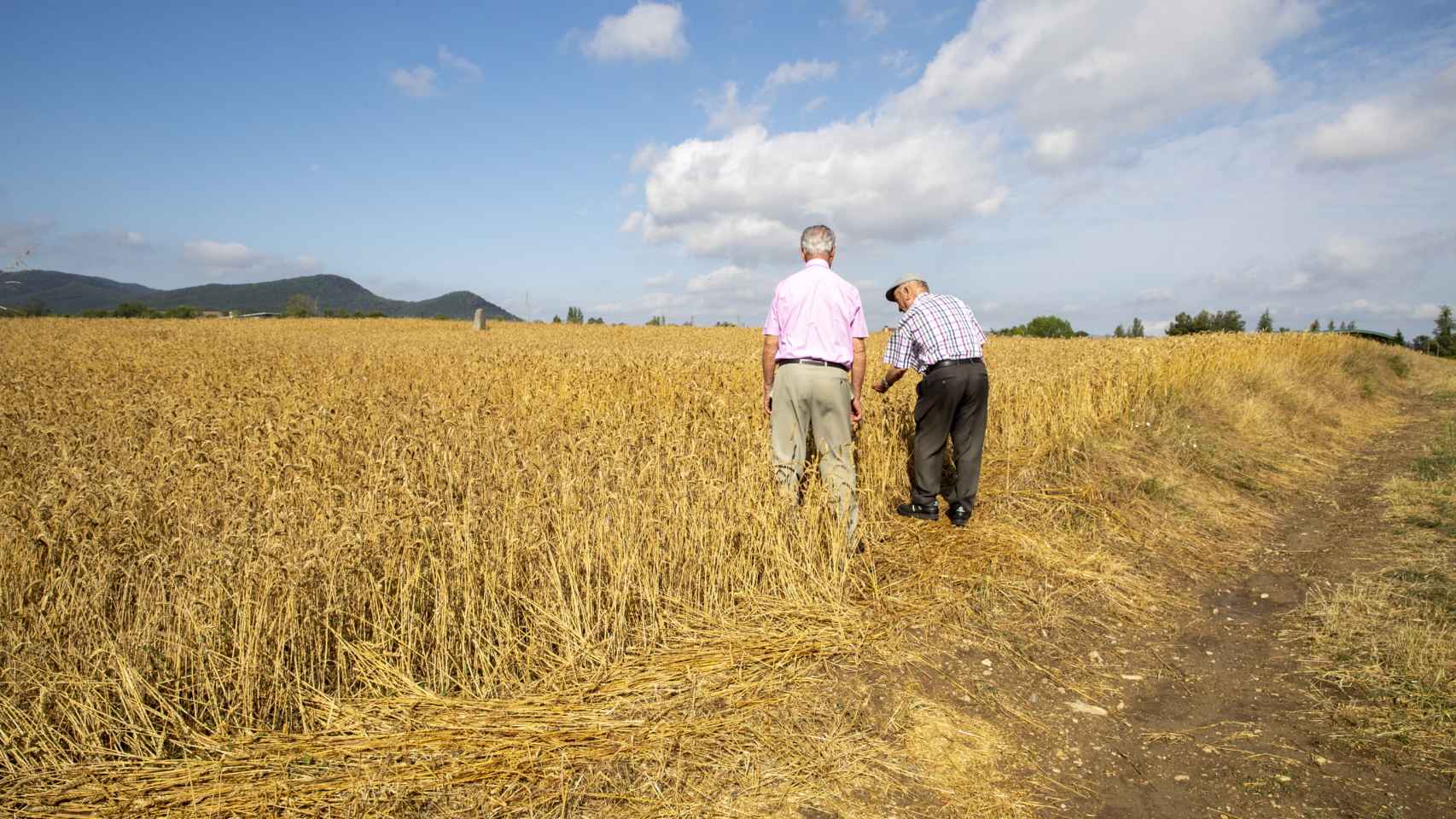 Dos hombres observan los daños producidos en un campo de trigo por la fuerte granizada que cayó el pasado jueves sobre Vitoria/EFE