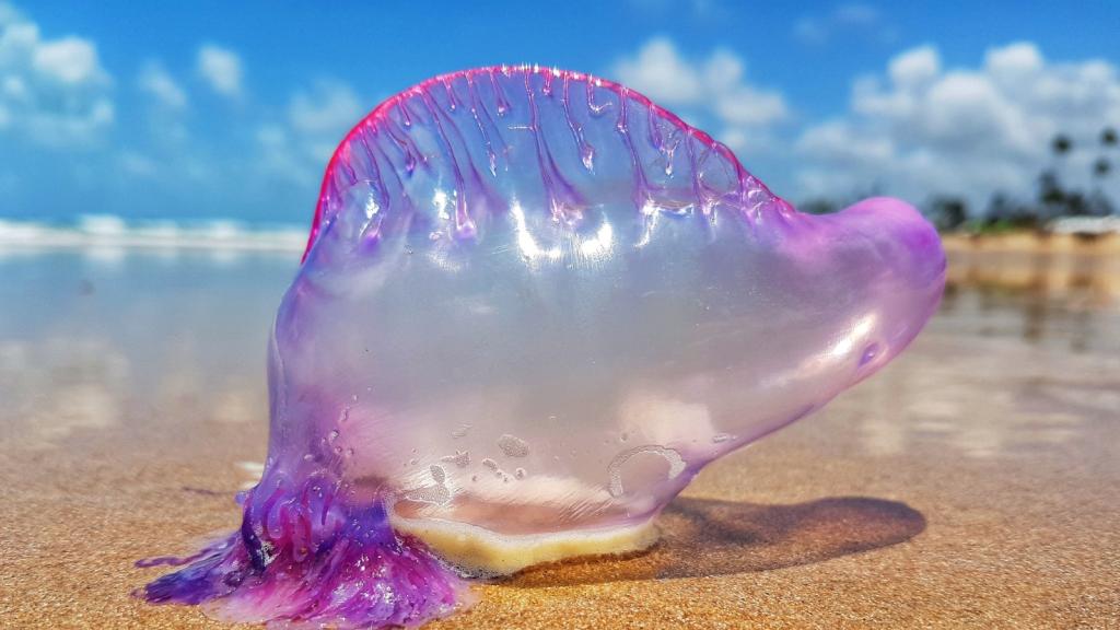Alerta en las playas vascas ante la aparición de medusas carabela portuguesa