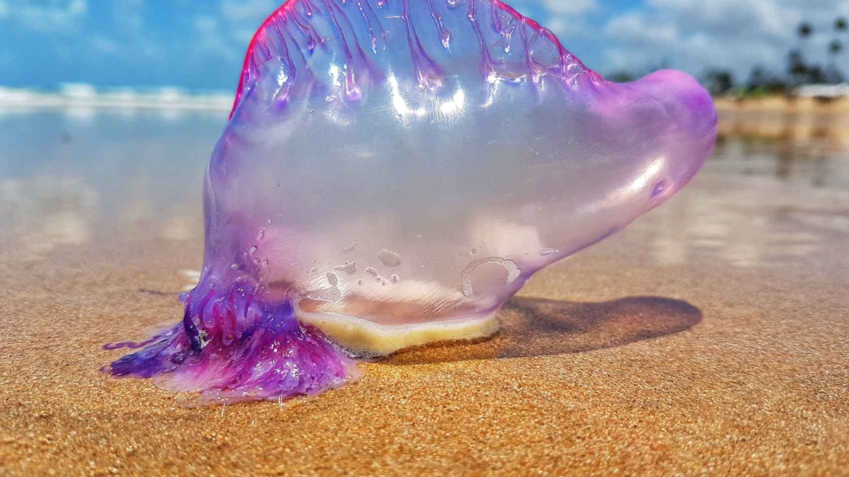 Alerta en las playas vascas ante la aparición de medusas carabela portuguesa