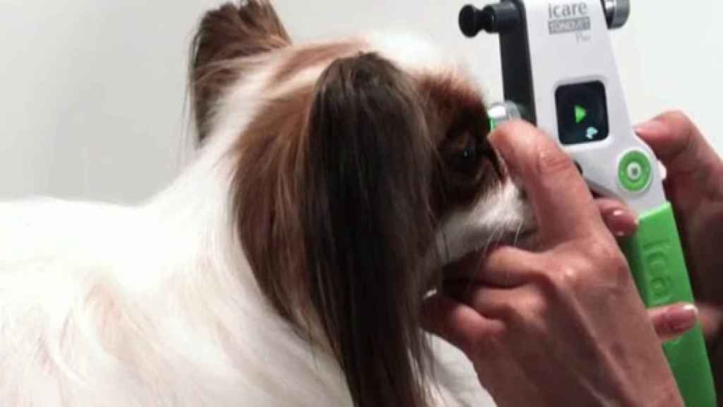 Fabrican lentes para perros y gatos / AJL OPHTHALMIC