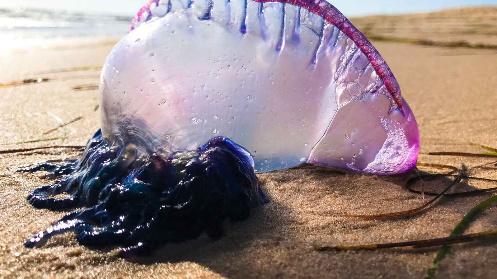 Llega la peligrosa carabela portugesa a las playas vascas: cómo prevenirlas y qué hacer si te pica