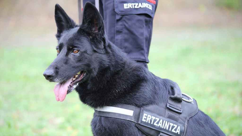 Pastor alemán de la Unidad Canina de la Ertzaintza/Europa Press