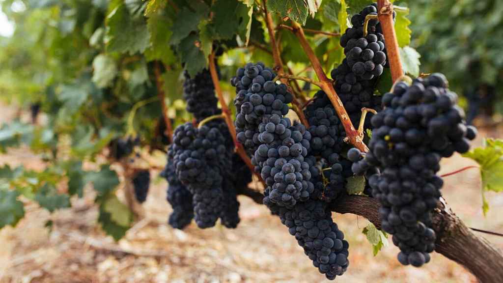 Por el momento, 46 bodegas han mostrado su interés en formar parte de Viñedos de Álava.