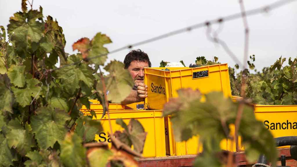 Sancha critica duramente la gestión de la DOCa Rioja en los últimos años.