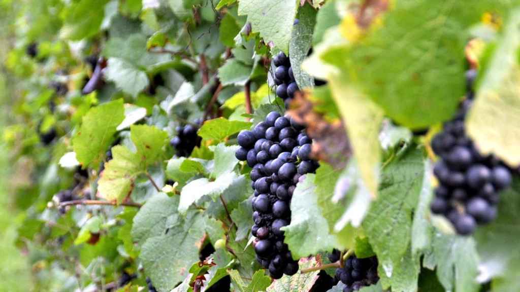 En el territorio de Álava conviven dos denominaciones, Rioja y Cava.