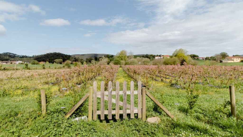 Viñedos / AIRBNB