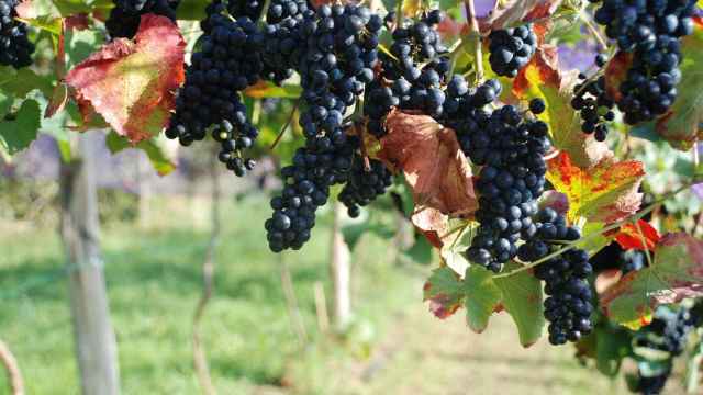 El Gobierno vasco aprueba 7,3 millones para viticultores afectados por la caída de ingresos