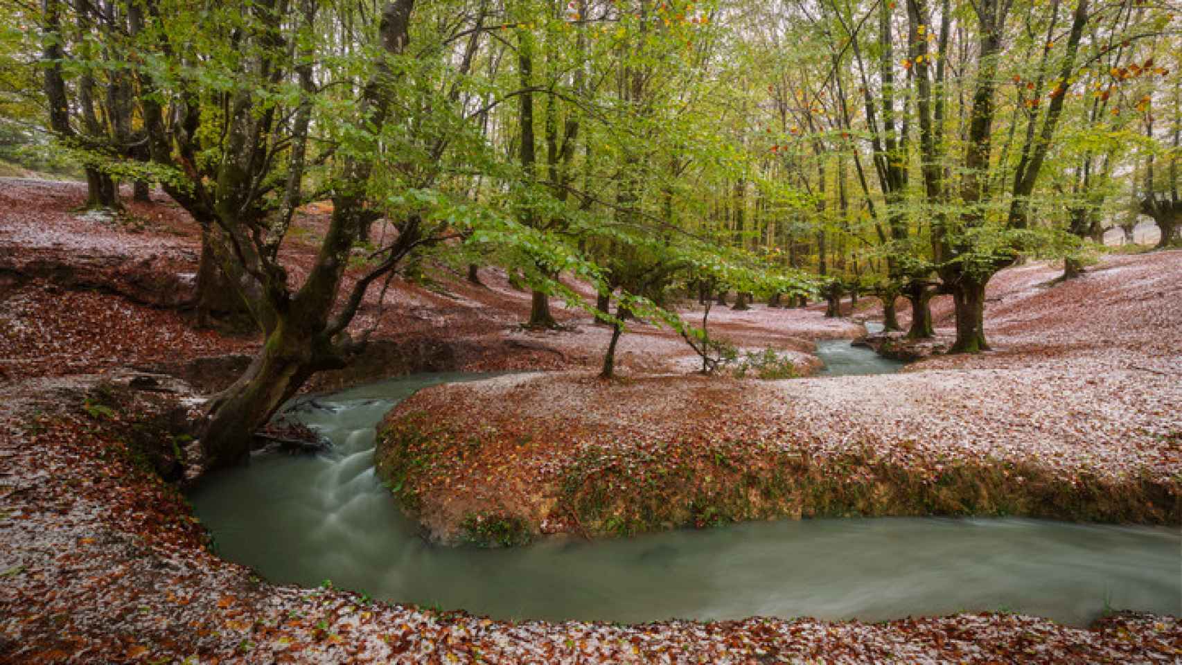 El hayedo de Otzarreta, en Euskadi.